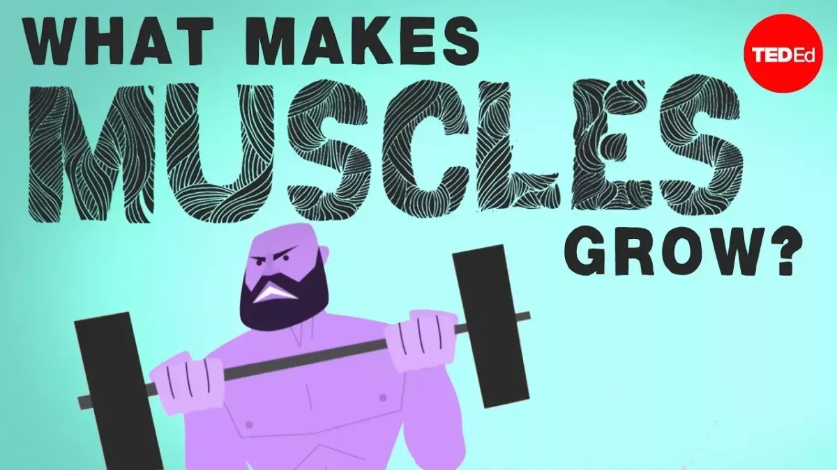 What makes muscles grow?