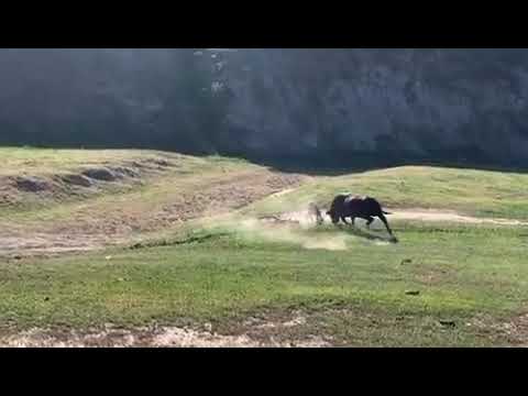 A Bull Showed up to the Rock Cobbler