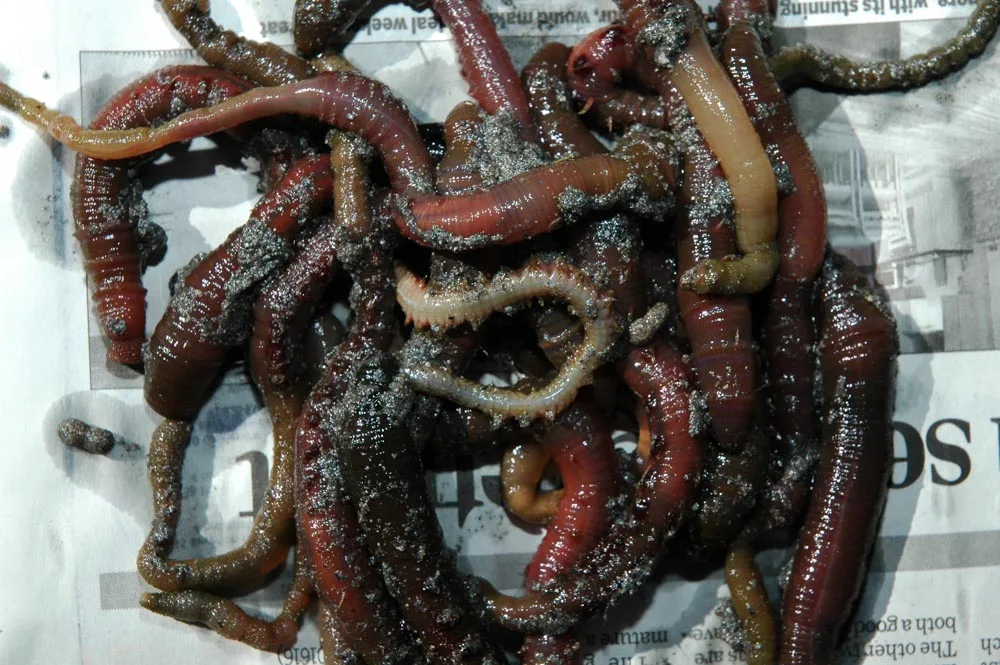 The Doping Potential of Lugworm Hemoglobin in Professional Cycling